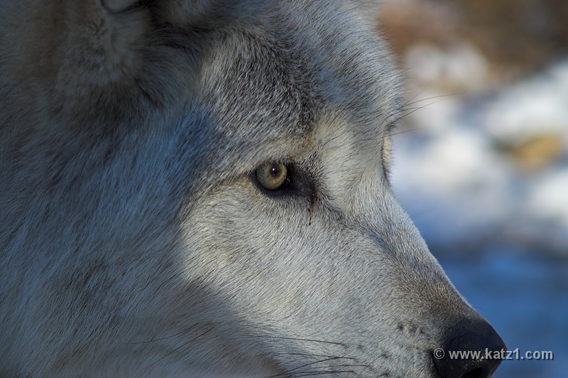 Arctic Wolf 043